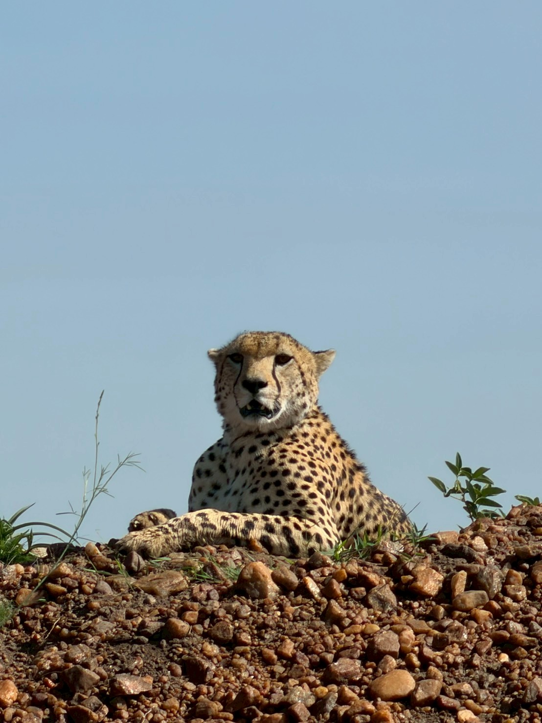 LINE_ALBUM_118-119 Mara Triangle公獅子來啦啦啦啦~_260127_2.jpg