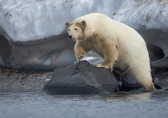 Svalbard5.png