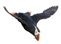 alan murphy stpaul tufted puffin copy