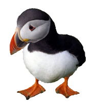 Puffin PNG copy copy